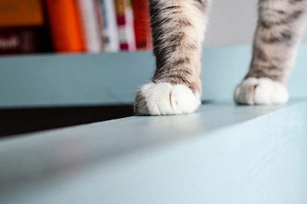 Hermosas patas de gato grande, en el fondo del libro. De cerca.