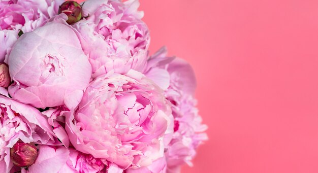 Hermosas peonías rosas en la superficie rosa. Concepto de flores de primavera.