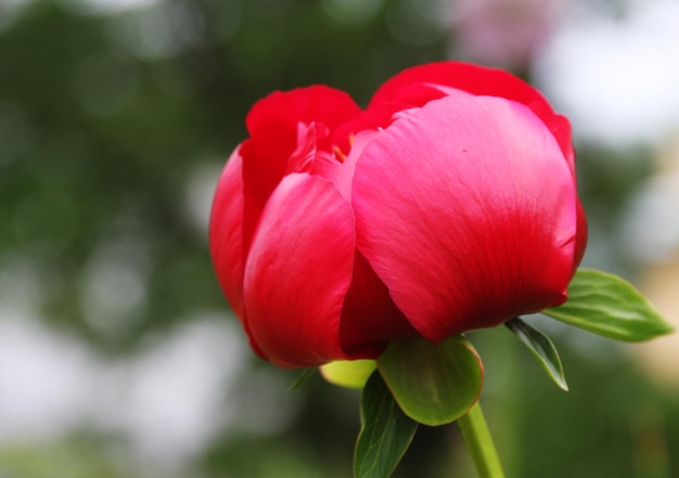 Hermosas peonías rosas