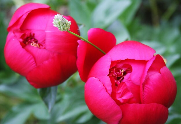 Foto hermosas peonías rosas