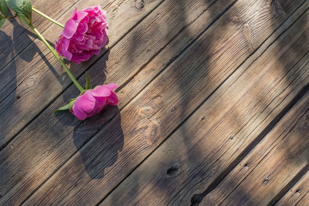 Hermosas peonías sobre fondo antiguo de madera oscura en la luz del sol