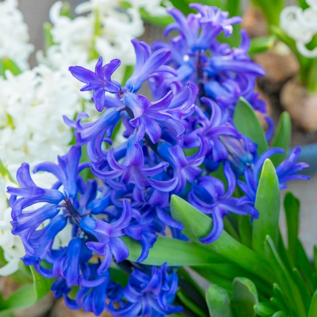 Hermosas pequeñas flores azules.