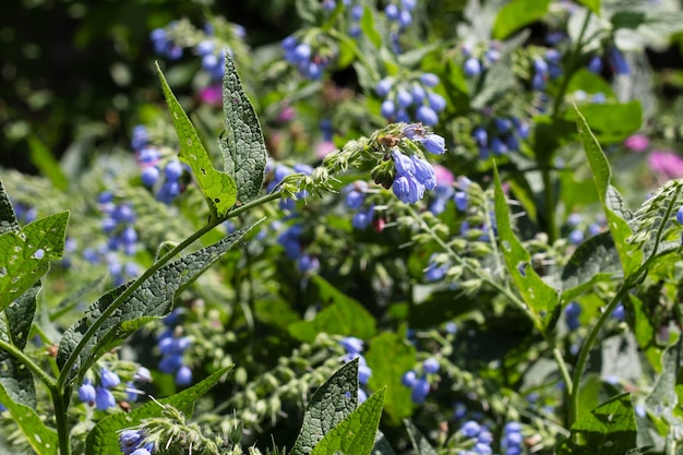 Hermosas pequeñas flores azules