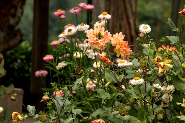 hermosas pequeñas flores