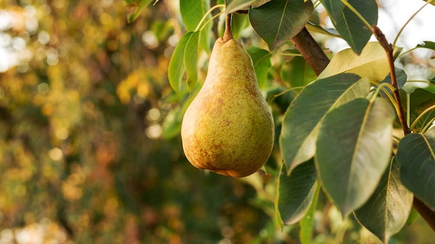 Hermosas peras jugosas maduras frescas cuelgan de la rama de un árbol en el huerto. comida de peras
