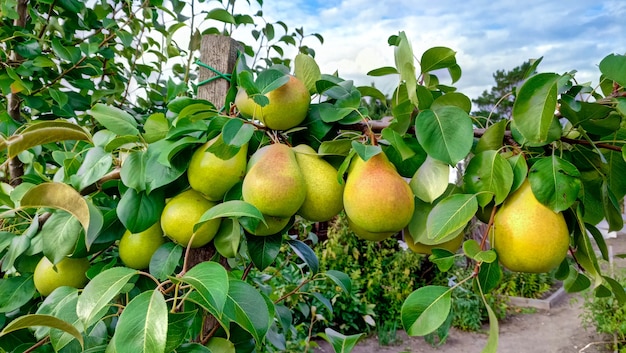 Hermosas peras maduras en una rama verde, verano y frutas naturales.