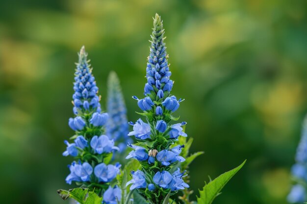 Foto hermosas pinzas de flores verónica azul en el jardín de verano