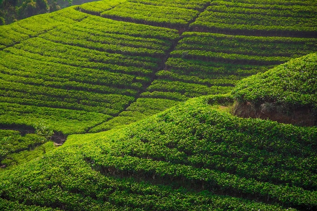 Hermosas plantaciones de té en el sur de Asia