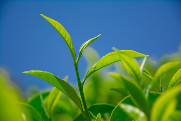 Hermosas plantaciones de té en el sur de Asia