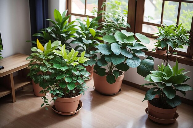 Hermosas plantas de alto ángulo en casa.