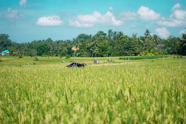 hermosas plantas de arroz verde campos de arroz naturaleza en Tabanan, Bali Foto premium