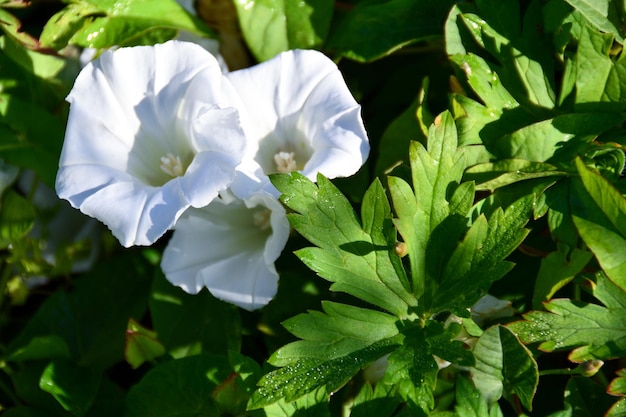 hermosas plantas blancas crecen en el patio de la casa