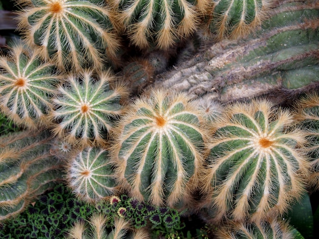 Hermosas plantas de cactus en macetas.