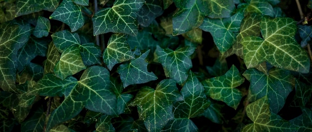 Hermosas plantas en crecimiento con hojas verdes.