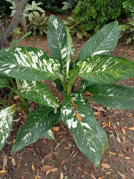 Foto hermosas plantas de dieffenbachia para la decoración del hogar