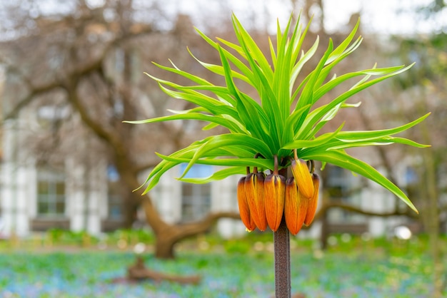 Hermosas plantas exóticas en el jardín de primavera