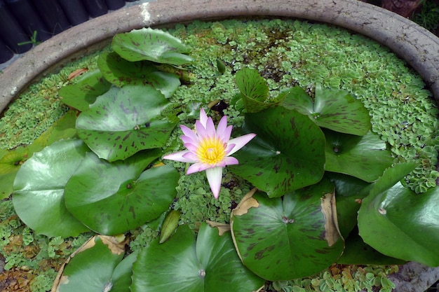 hermosas plantas de flor de loto púrpura rosa en el jardín con maceta de piedra