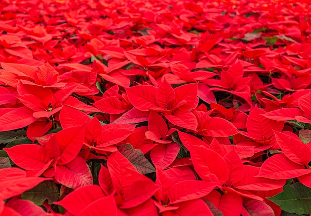 Hermosas plantas de flor de pascua de color rojo brillante