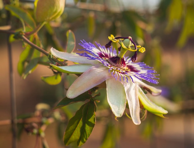 Hermosas plantas de flores flor de la pasión passiflora closeup en día soleado