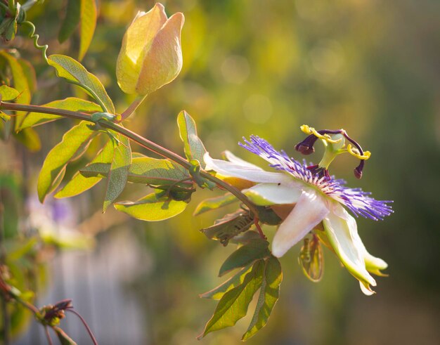 Hermosas plantas de flores flor de la pasión passiflora closeup en día soleado