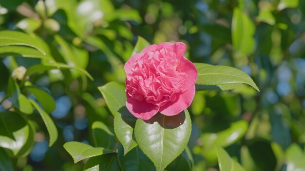 Foto hermosas plantas en el jardín hermosas rosas vibrantes flores de camelia japonesa o camelia japonica