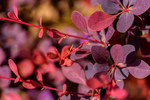 Hermosas plantas rojas en el jardín.