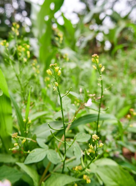 hermosas plantas silvestres que crecen en la plantación