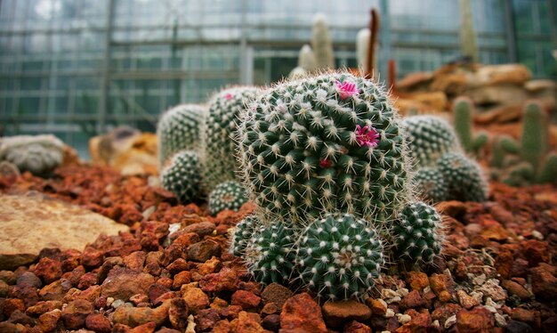 Hermosas plantas suculentas y cactus en el jardín.