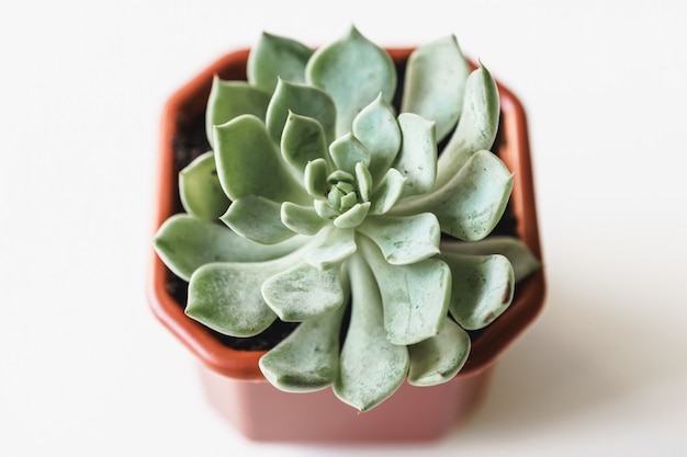 Hermosas plantas suculentas en macetas en una vista de mesa blanca