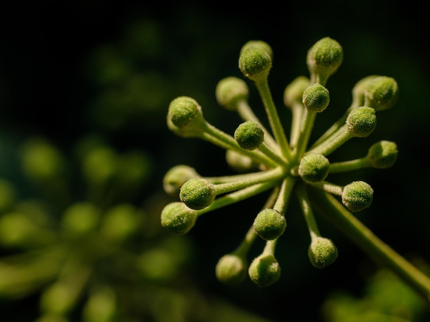 Hermosas plantas verdes en el jardín.