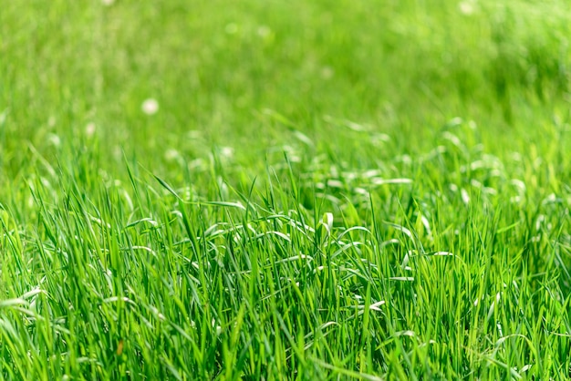 Hermosas plantas verdes en el jardín.