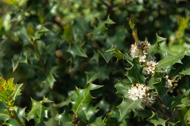 Hermosas plantas verdes con plan de cierre de espinas