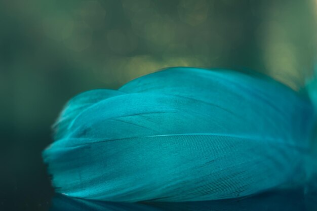 Hermosas plumas de pájaro azules en un fondo bokeh Fondo de patrón para la textura del diseño Macro vi