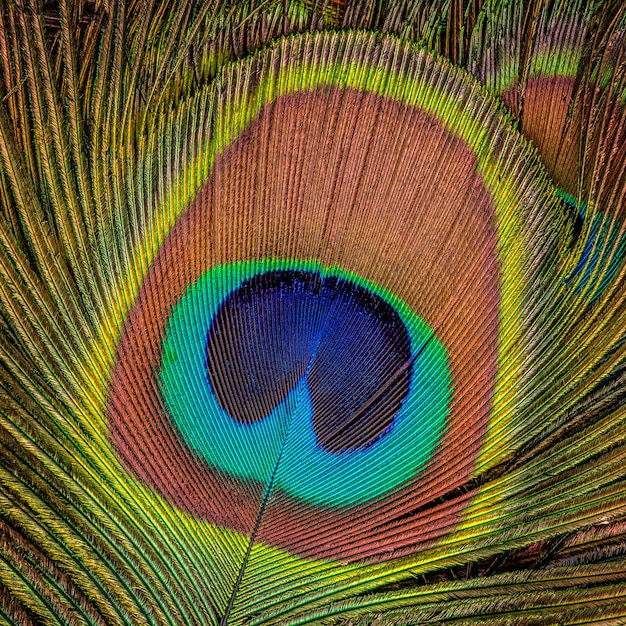 Hermosas plumas de pavo real exóticas como textura. De cerca