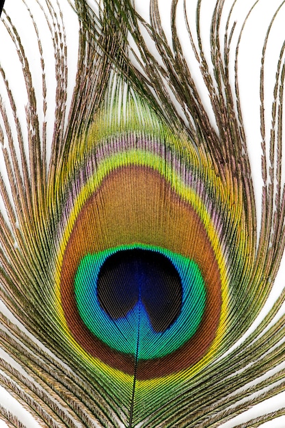 Hermosas plumas de pavo real exóticas sobre fondo blanco. De cerca.