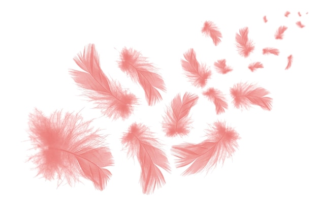 Hermosas plumas rosadas de coral flotando en el aire aisladas sobre un fondo blanco