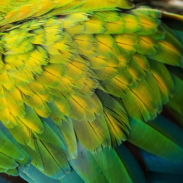 Hermosas plumas de vuelo de un guacamayo azul y oro