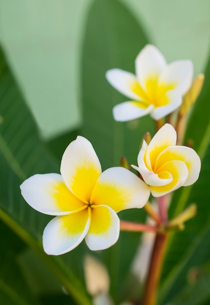 Hermosas plumeria tropical frangipani flores blancas y amarillas.