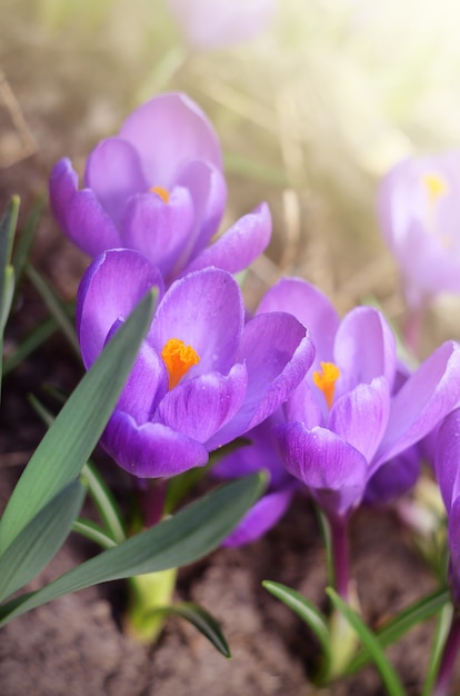 Hermosas primeras flores de primavera azafranes florecen bajo la luz del sol.