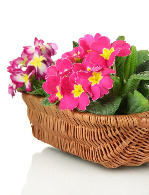 Hermosas primulas rosadas en canasta aisladas en blanco