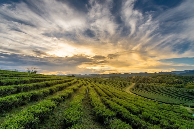 Hermosas puestas de sol en la plantación de té de Chui Fong, Chiang Rai, Tailandia.