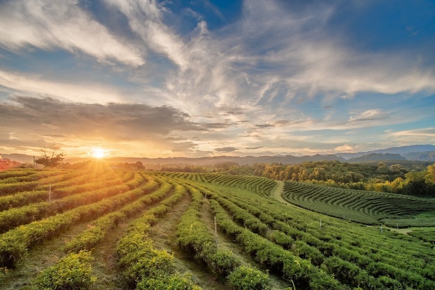 Hermosas puestas de sol en la plantación de té de Chui Fong, Chiang Rai, Tailandia.