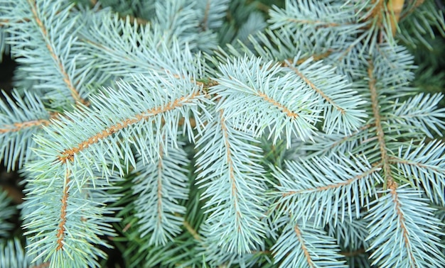 Hermosas ramas de abeto, primer plano. Concepto de navidad