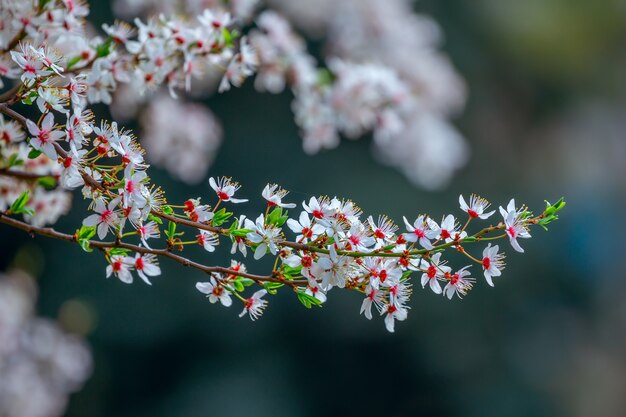 Hermosas ramas de albaricoquero en flor con flores blancas que crecen en un jardín. Fondo de naturaleza de primavera