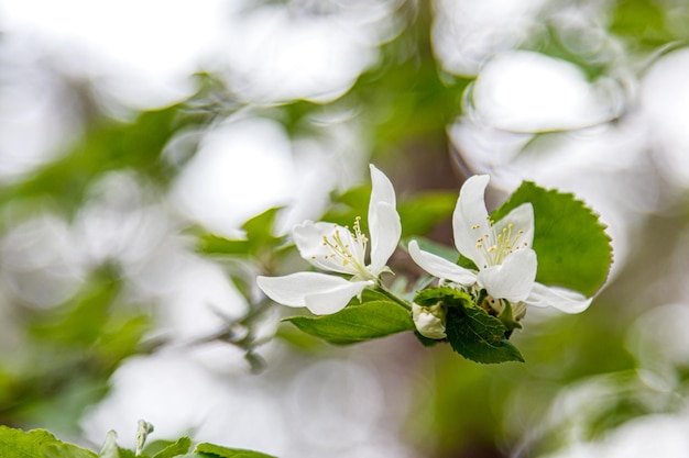 Hermosas ramas de árboles con flores de primavera con flores blancas e insectos macro