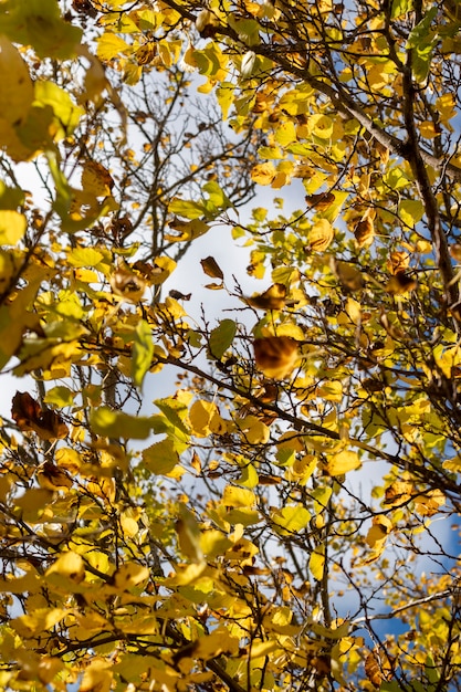 Hermosas ramas de los árboles en otoño