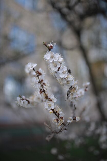 hermosas ramas blancas de albaricoques florecientes en primavera