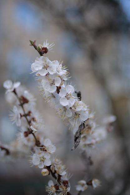 hermosas ramas blancas de albaricoques florecientes en primavera