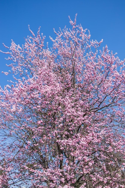 Hermosas ramas de cerezas rosadas en flor en el árbol bajo el cielo azul hermosas flores de sakura