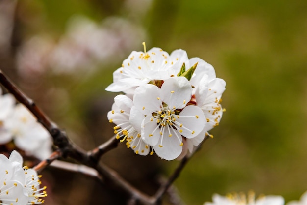 Hermosas ramas de cerezo en flor sobre las que se sientan las abejas